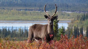 Caribou buck standing in tall grass