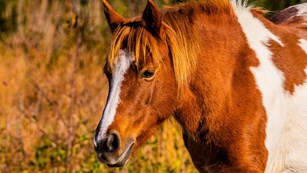 Brown and white pony in golden grasses
