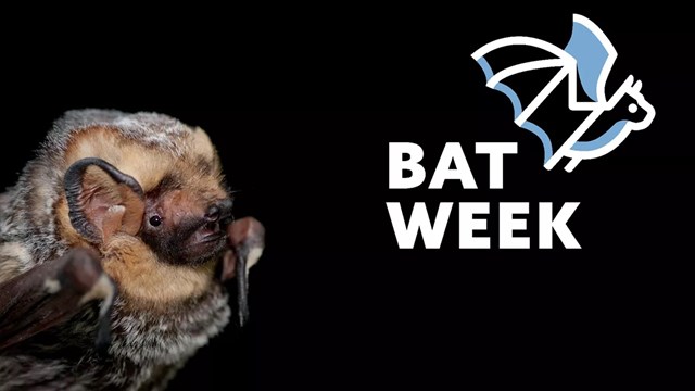 Graphic reading bat week with a head shot of a bat