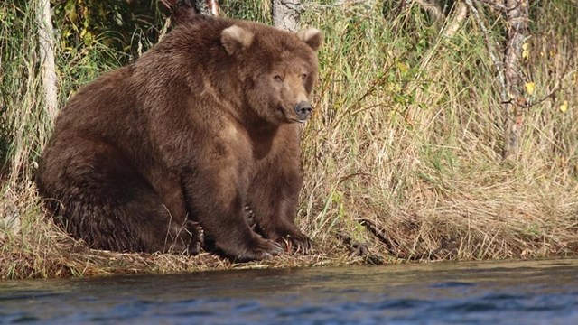 A fat bear sitting next to a river