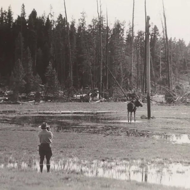 Historic black and white photo of George Melendez Wright in a field watching wildlife