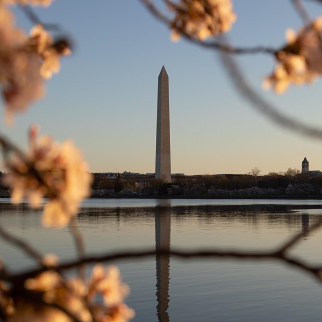 The Washington Monument and Reflecting Pool framed by pink cherry blossoms