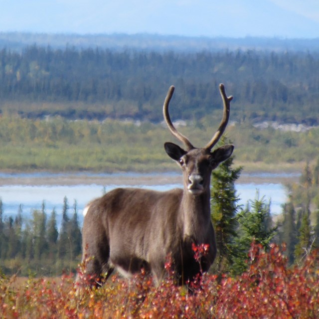 Caribou buck standing in tall grass