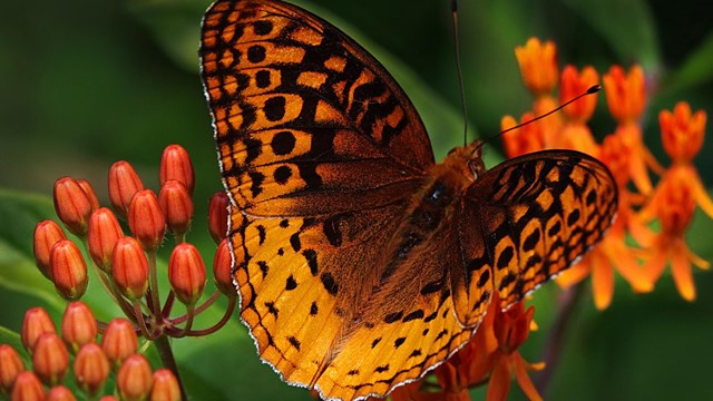 A butterfly sitting on a plant.