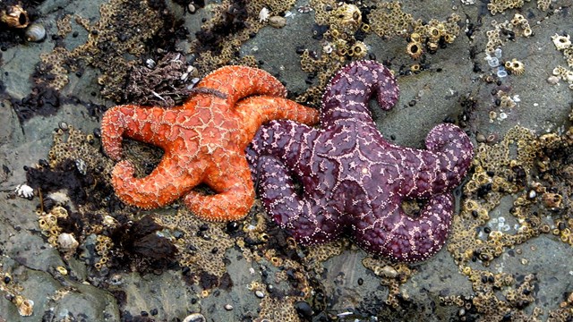 Two starfish side by side in an ocean tide pool.