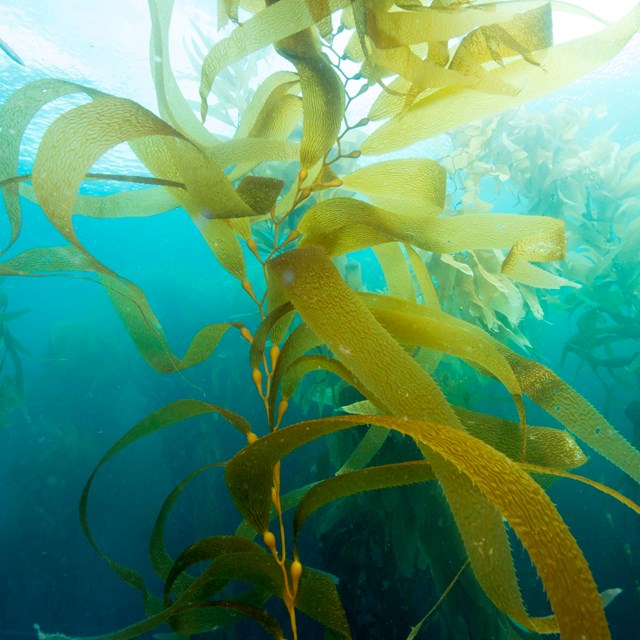 strand of giant kelp floating near the surface of the ocean with sunlight shining down
