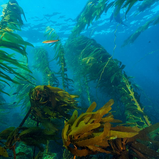 strands of kelp floating up towards the top of the ocean