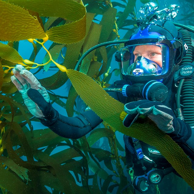 scuba diver holding blade out on a strand of giant kelp