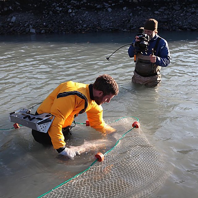 scientist in river with fish net with scientist filming in background