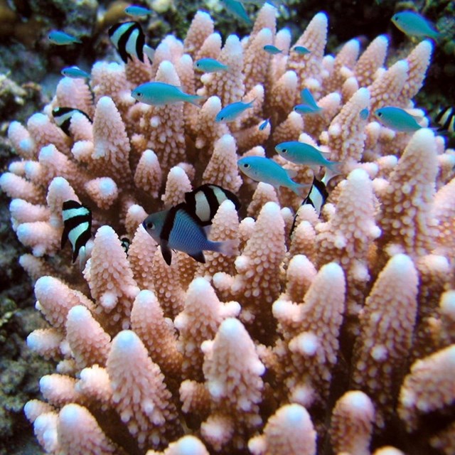 tiny blue fish swimming above pink coral. 