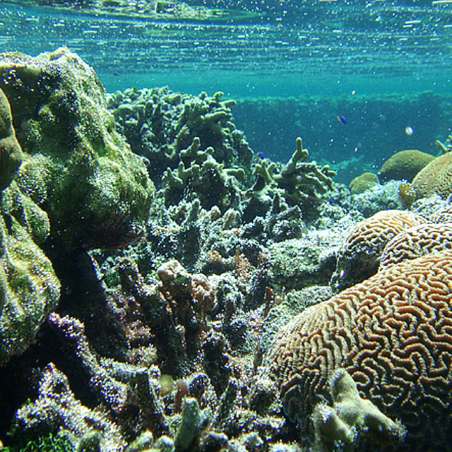 Coral Reef graphic