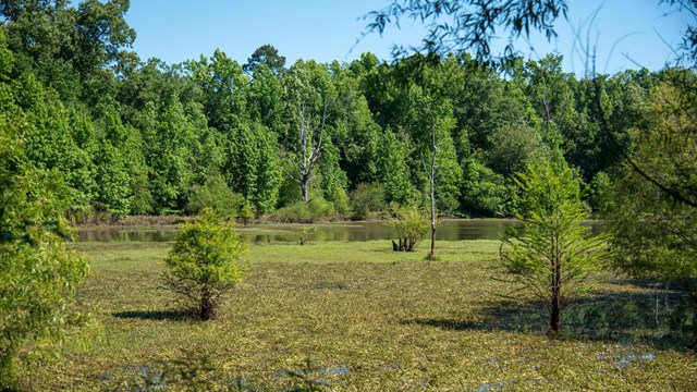 Logan Thomas photo of the Clay Pond. Marshy water with woody green foliage in the background.