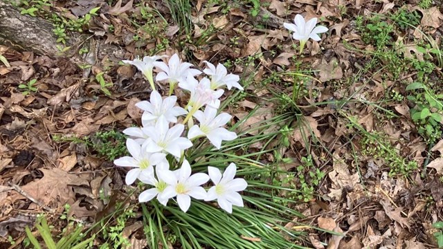 NPS/M. Howard photo of a patch of rain lilies. White flowers with yellow stamen and green stems.