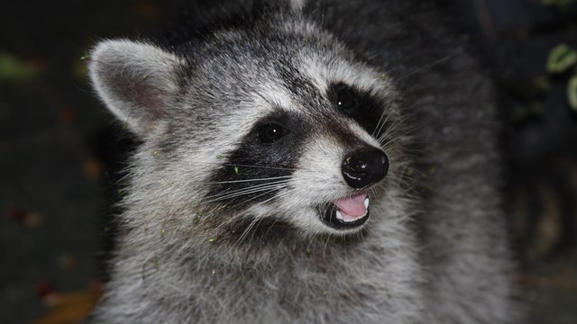 NPS close up of a racoon