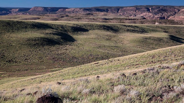 Rolling hills with light grass and and small shrubs.