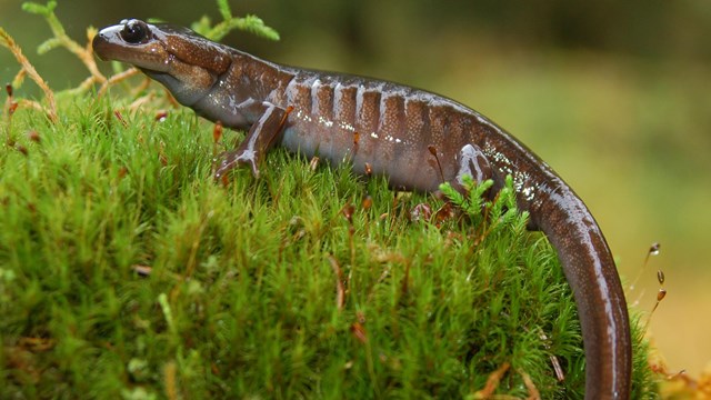 A salamander on top of a pile of moss