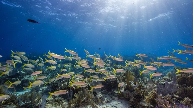 a school of fish swims through a coral reef