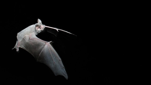 a mexican free tailed bat flies at night