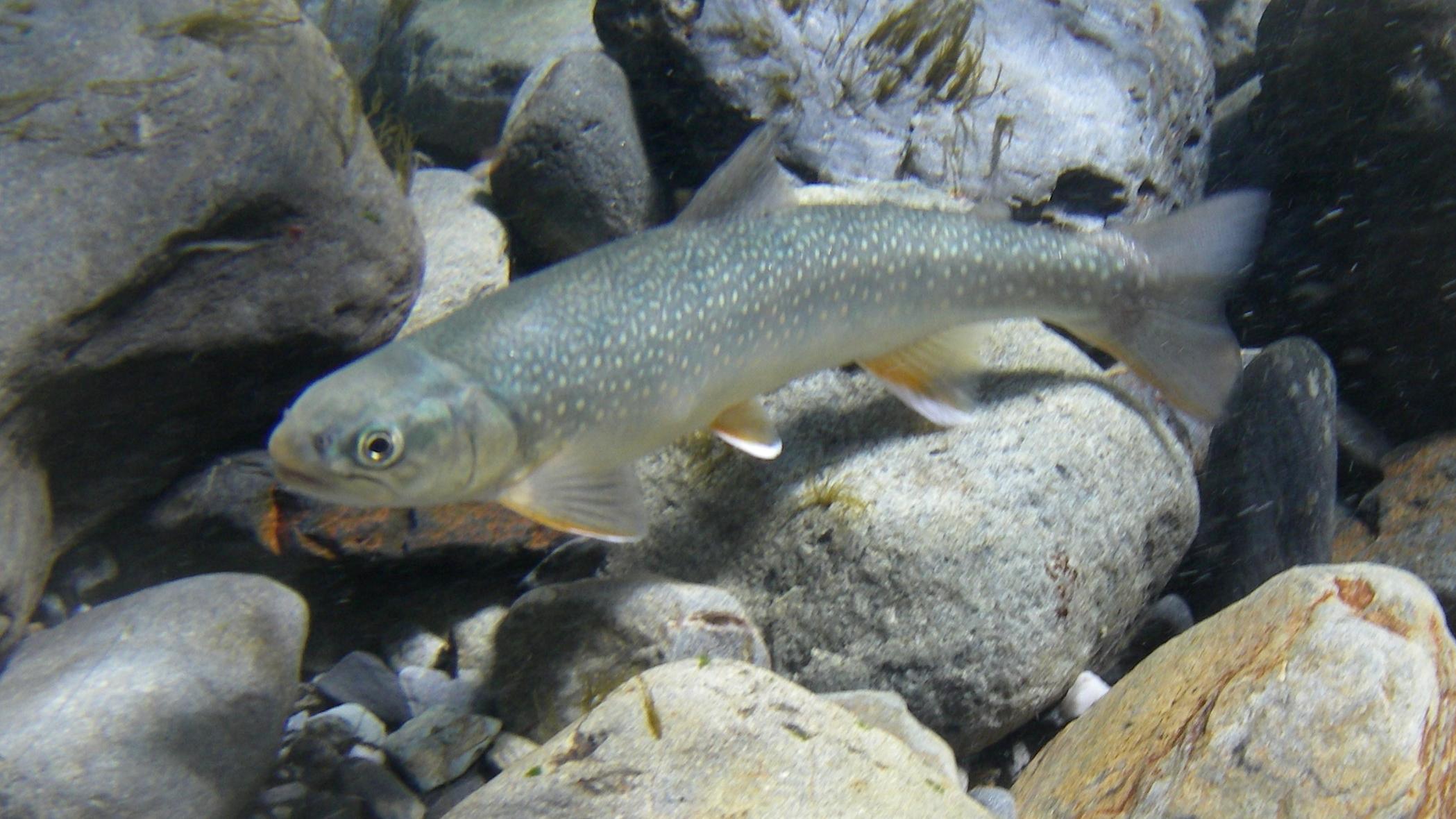 A small silver bull trout swims among grey cobbles.