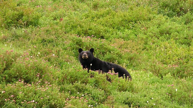 A black bear on a hillside covered in greenery and wildflowers.