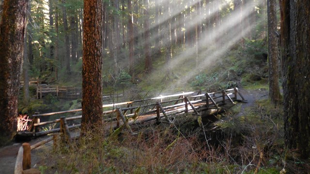 Sunlight shines through the trees onto a wooden bridge in a forest.