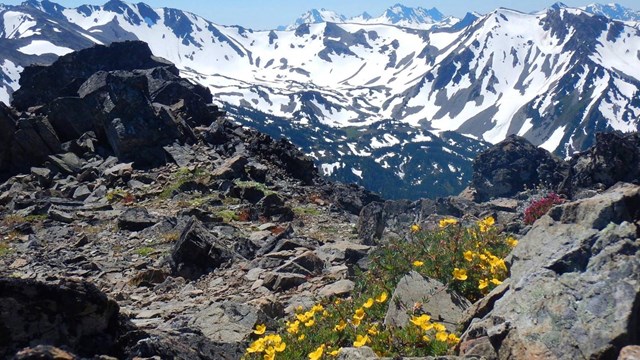 Mountains and yellow flowers.