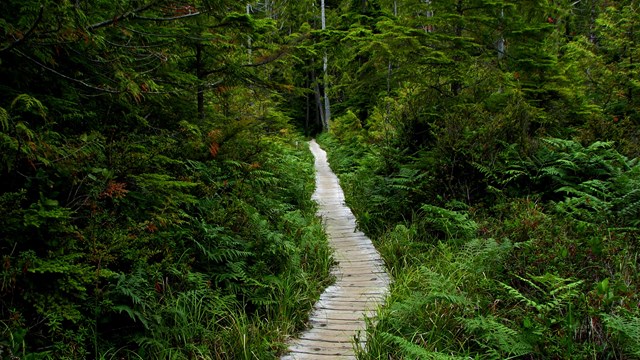 A boardwalk trail leading through a forest