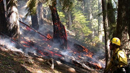 A firefighter in a hardhat near a forest with burning embers on the ground and in a tree trunk.