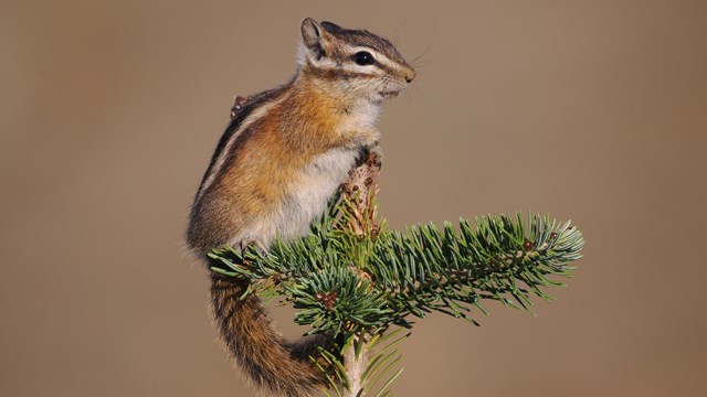 A small chipmunk sits precariously on the top of a tree. 