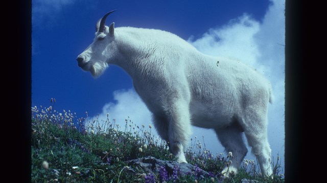 A photo of a white animal with horns against a blue sky.