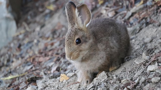 A snowshoe hare blends in with its surroundings.