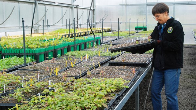 Photo of volunteer with nursery plants in a greenhouse