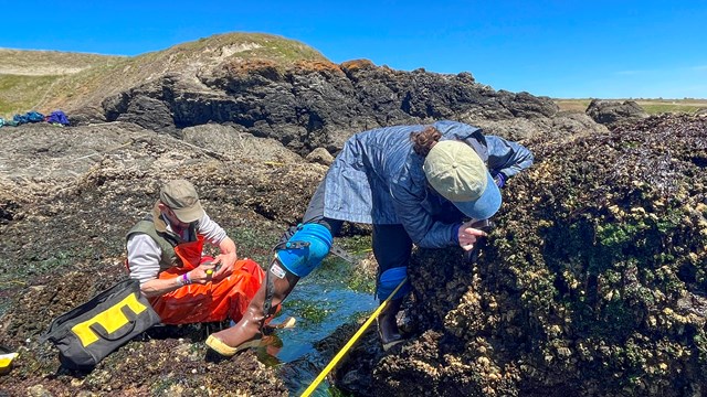 Researchers bend over to examine rocks in the intertidal zone.
