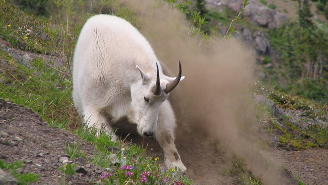 Invasive Mountain Goat Wallowing