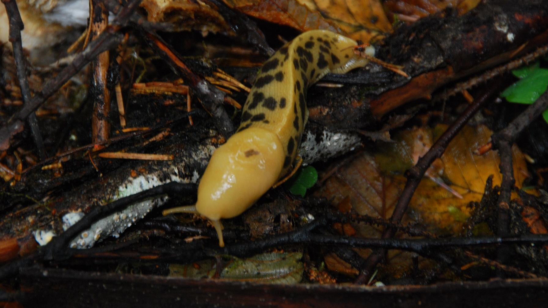 A yellow banana slug with brown spots slides across the forest floor.