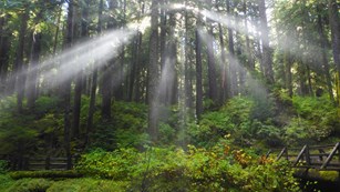 Sun beams through the trees in the Sol Duc Valley.