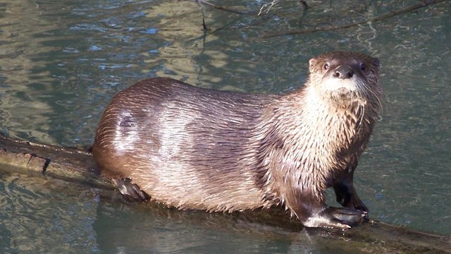 A river otter on a log in water