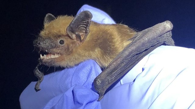 A bat peers out from a researcher's blue gloved hands.