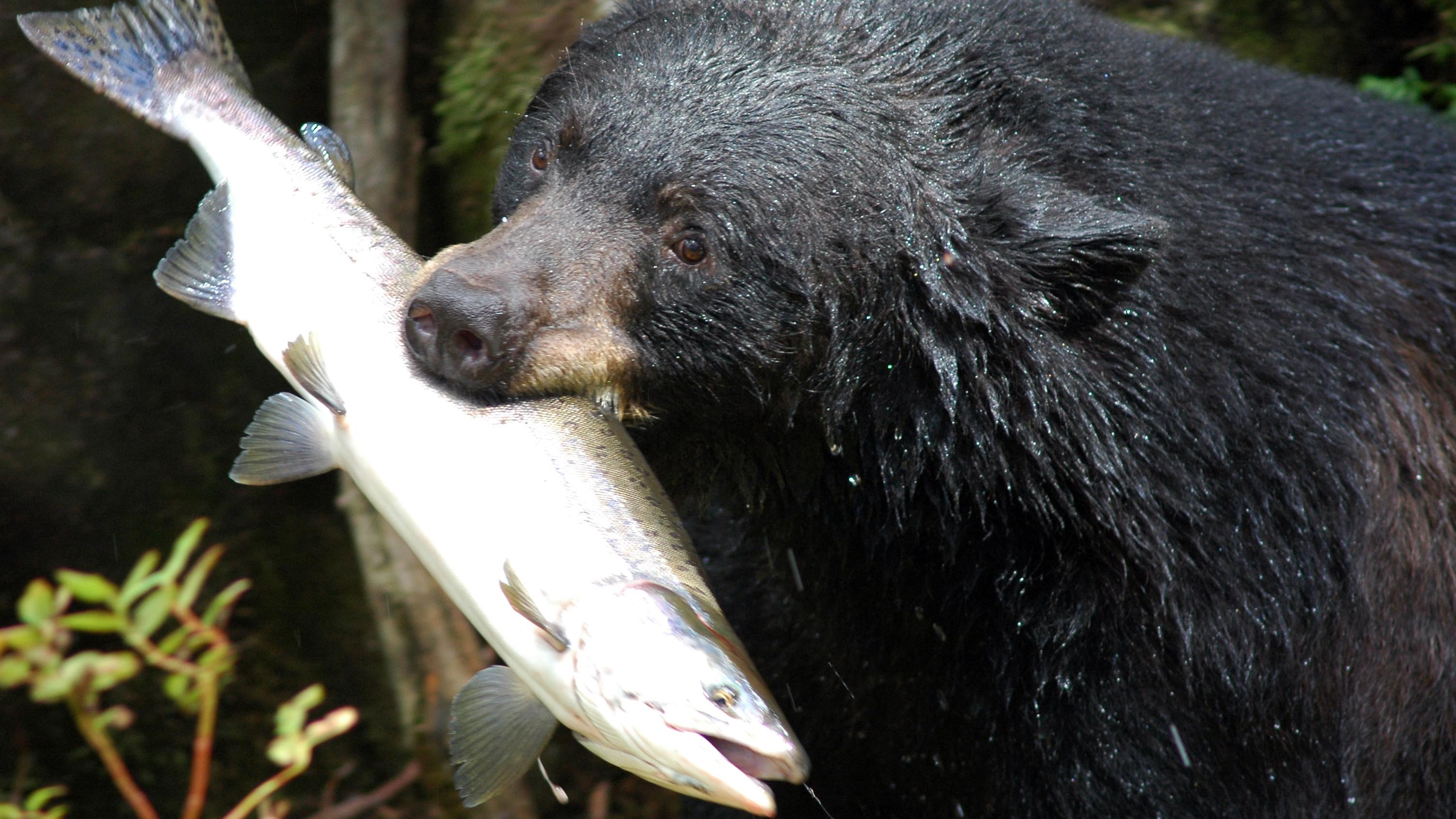 A black bear with a large fish in its mouth.