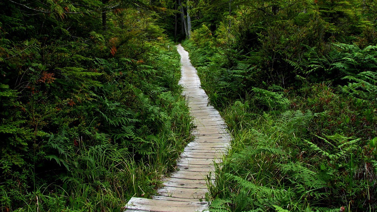 A boardwalk leads through a forest full of ferns.