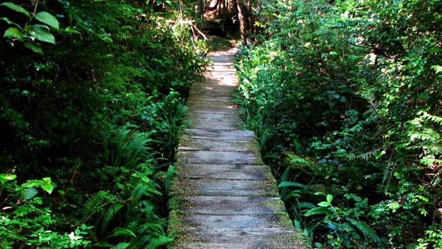 A wooden boardwalk extending into the forest.