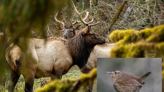 Photo of two elk with antlers in a mossy forest. Inset of a small brown songbird.