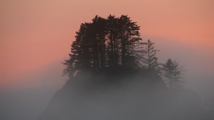 Fog gathers around a clump of trees during sunset.