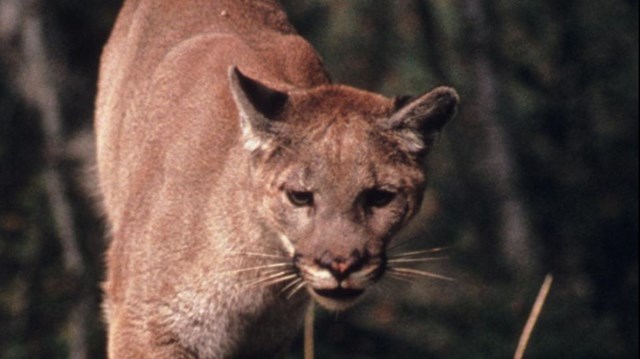 A cougar climbing over a log.