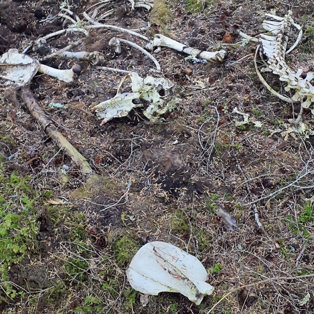 A skeleton lays dispersed in the woods.