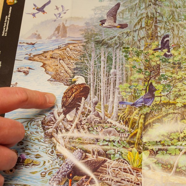 A hand rests on an illustrated brochure with animals, trees, and coastline, pointing at an eagle
