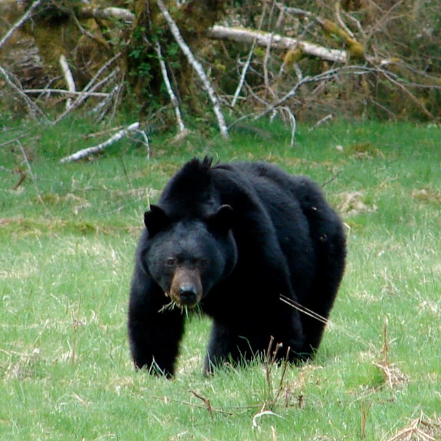 Black bear crosses a meadow.