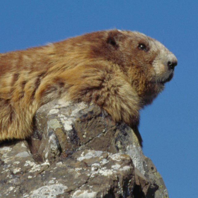 Marmot sitting on a rock outcropping