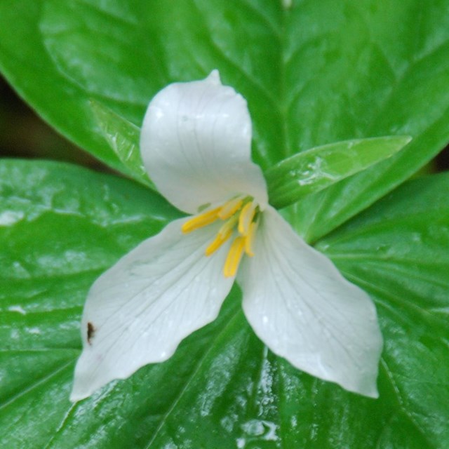 White flower with large green leaves