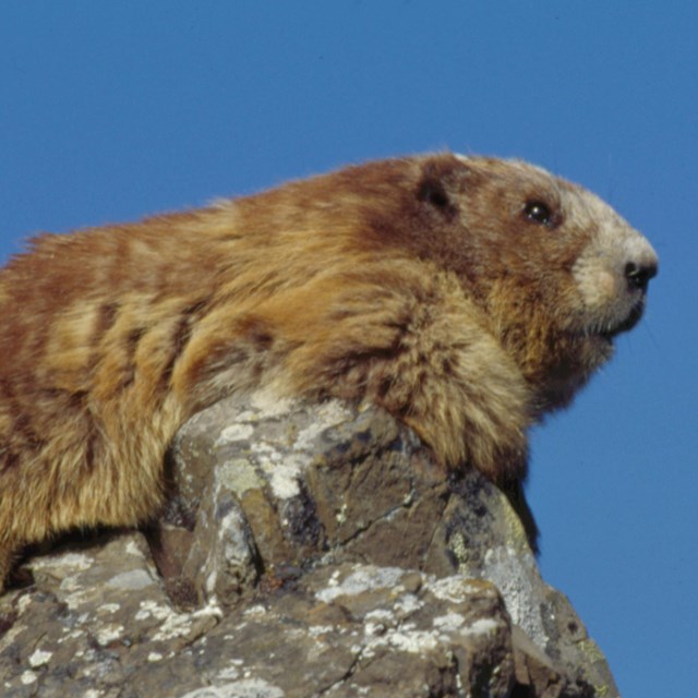 Marmot sitting on a rock outcrop.